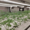 Hydroponics Cultures Plant Technology Container Greenhouse