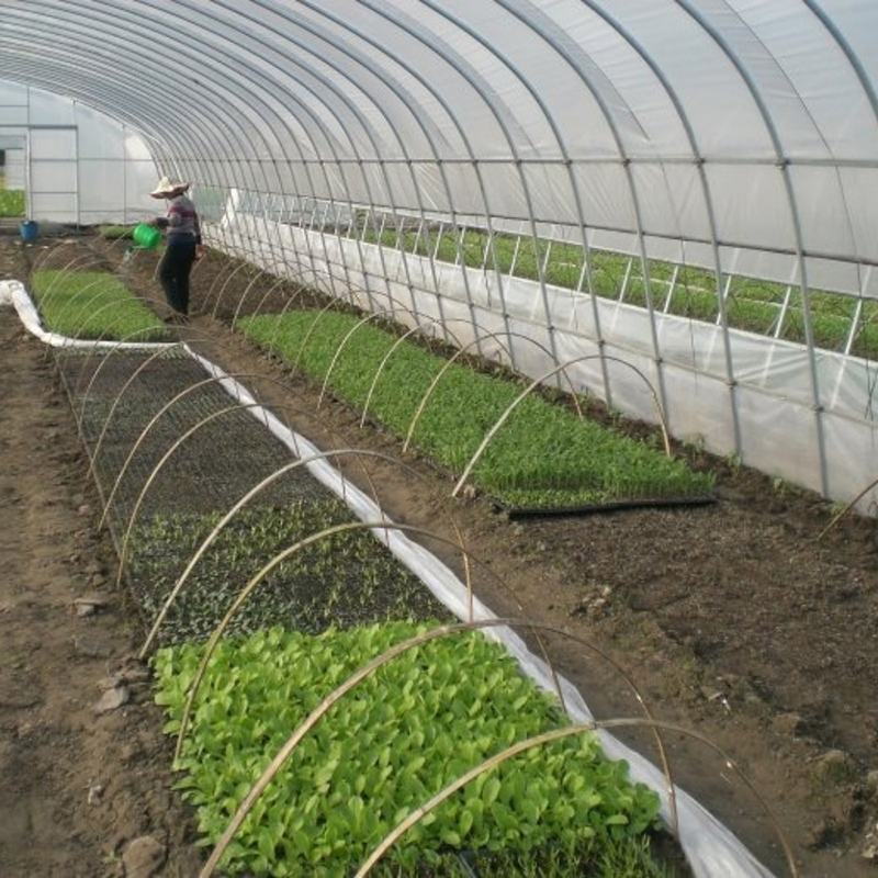 Large Agricultural Single Greenhouse For Seedling Raising