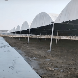 Black-White Film Greenhouse For Optimal Mushroom Growth