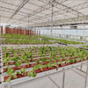 High-Efficiency Venlo Greenhouse With Glass For Hydroponics