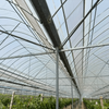 Multi-span Film Greenhouse For Grape Cultivation