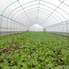 Tunnel Film Greenhouse