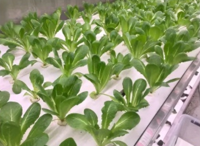 Hydroponics Cultures Plant Technology Container Greenhouse