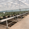 Moth Orchid Cultivating Glass Greenhouse For Agriculture