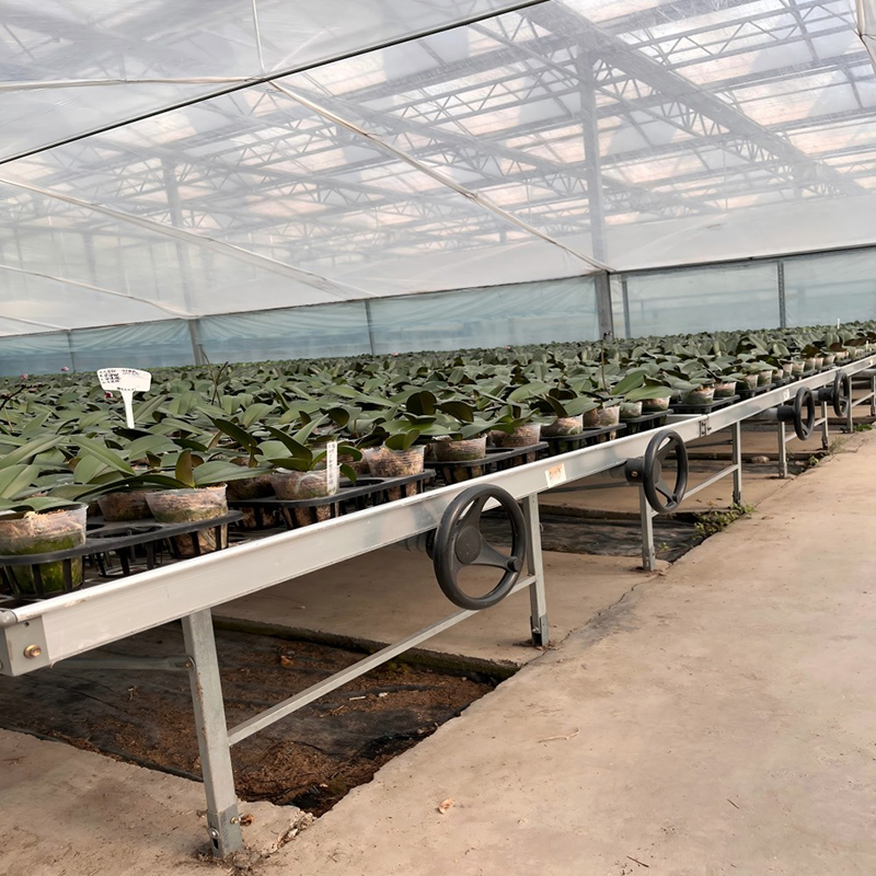Moth Orchid Cultivating Glass Greenhouse For Agriculture