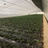 Single Slope Sunlight Film/Polycarbonate Greenhouse
