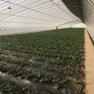 Single Slope Sunlight Film/Polycarbonate Greenhouse