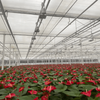 Commercial Floriculture Glass Greenhouse