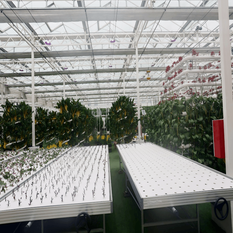 Hydroponic and Soilless Glass Greenhouse