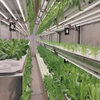 Hydroponics Cultures Plant Technology Container Greenhouse