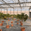 Polycarbonate Board PC Greenhouse For Planting