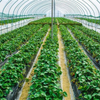High Quality Film Single Span Agricultural Greenhouse