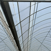 Multi-span Film Greenhouse For Grape Cultivation