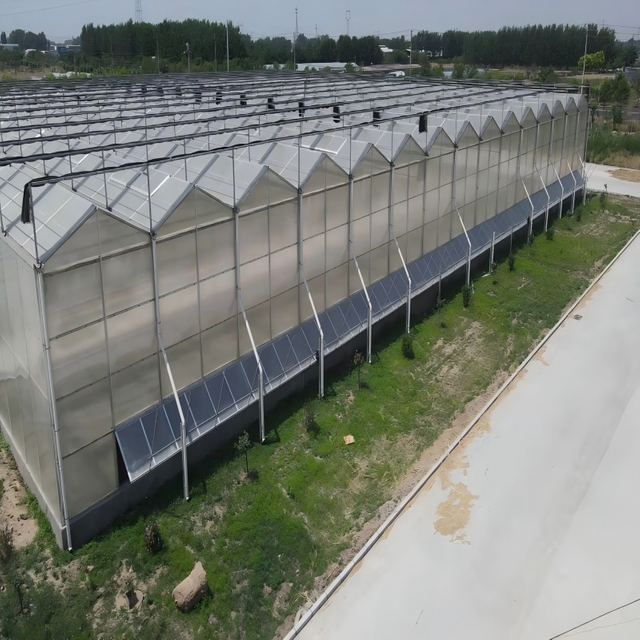 Venlo PC Sheet Greenhouse