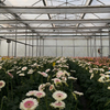 Gothic Film Greenhouse