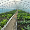 Tunnel Film Greenhouse