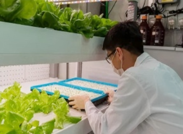 Hydroponics Cultures Plant Technology Container Greenhouse