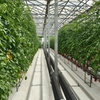 Hydroponic Glass Greenhouse For Soilless Tomatoes