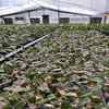 Moth Orchid Cultivating Glass Greenhouse For Agriculture