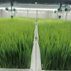 Hydroponics Cultures Plant Technology Container Greenhouse