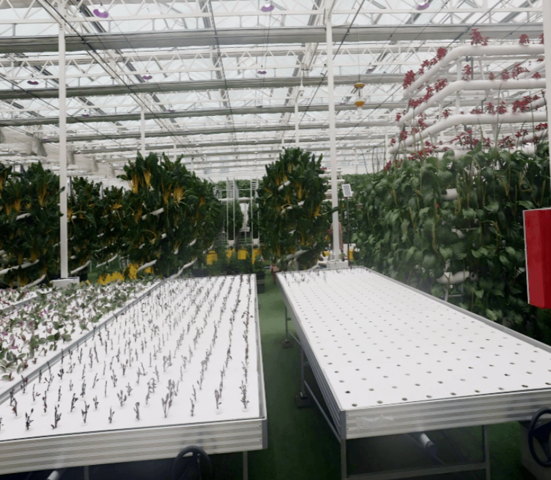 Hydroponic And Soilless Glass Greenhouse