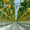 Fruit And Berry Glass Greenhouse