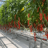 Hydroponic Glass Greenhouse For Soilless Tomatoes