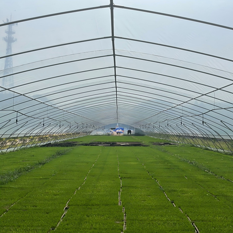 Tunnel Film Greenhouse (3).jpg
