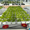 Commercial Vegetable Glass Greenhouse