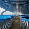 Single Greenhouse For Poultry Breeding