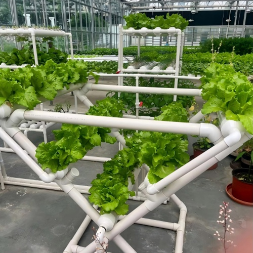 Hydroponic Glass Greenhouse For Soilless Tomatoes
