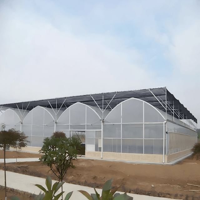 Multi-span Film Greenhouse For Grape Cultivation