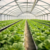 High Quality Film Single Span Agricultural Greenhouse