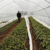 Single Greenhouse For Seedling Raising