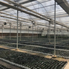 Double Layer Inflated Film Greenhouse