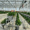 Fruit And Berry Glass Greenhouse