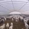 Single Greenhouse For Poultry Breeding
