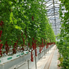 Hydroponic Glass Greenhouse For Soilless Tomatoes