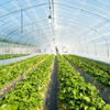 High Quality Film Single Span Agricultural Greenhouse