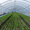 Customized Agricultural Single Seedling Greenhouse