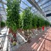 Fruit And Berry Glass Greenhouse