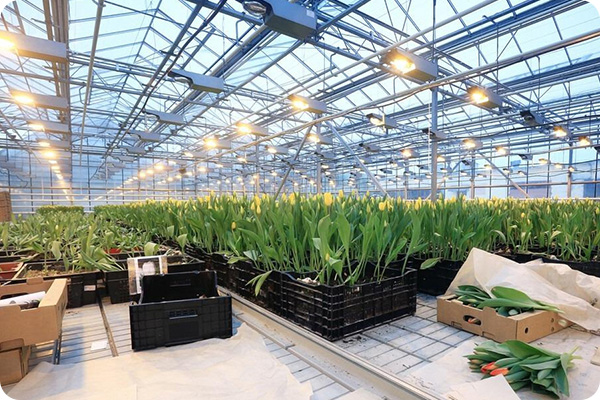 How To Apply Energy-Saving Technologies In Multi-Span Glass Greenhouses?