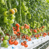 Hydroponic Glass Greenhouse For Soilless Tomatoes