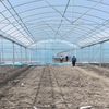 Premium Flim Multi-Span Greenhouse