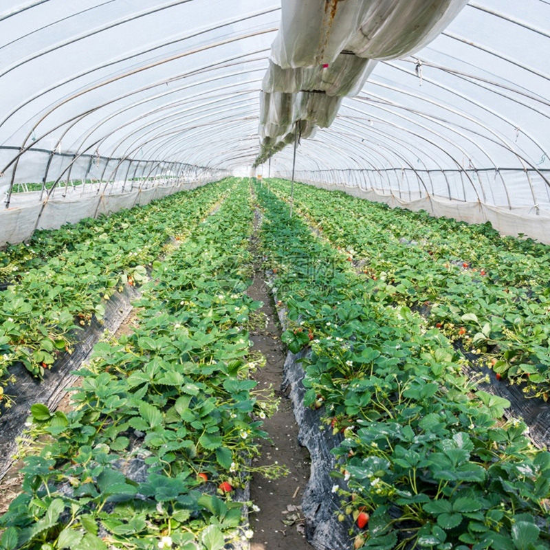 High Quality Film Single Span Agricultural Greenhouse