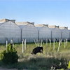 Gothic Film Greenhouse