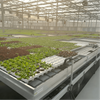 Nursery And Seeding Glass Greenhouse