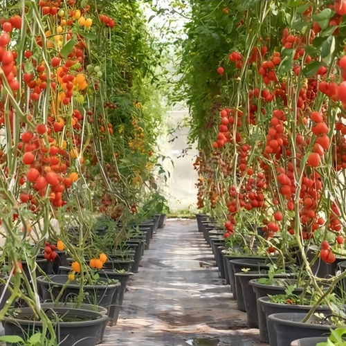 Hydroponic Glass Greenhouse For Soilless Tomatoes