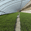 Customized Agricultural Single Seedling Greenhouse