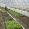 Single Greenhouse For Seedling Raising